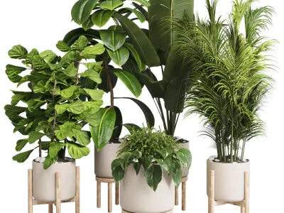 Collection indoor plants 