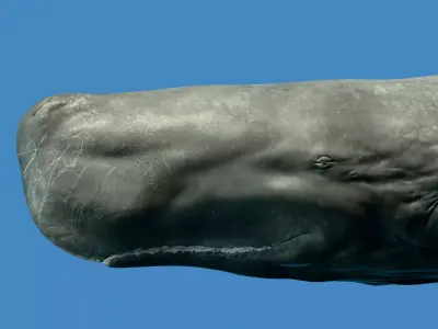Sperm Whale Animated Low-poly 3D model