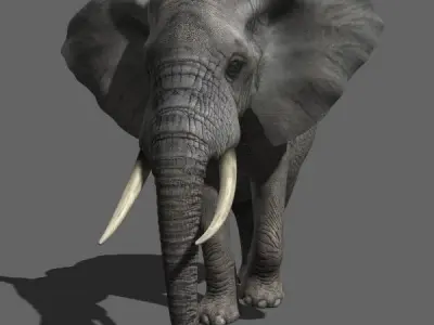 PRO Elephant Animated - 3d model 3D model