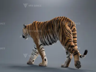Bengal Tiger Animation - Blender 3D Model 3D model