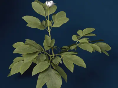 XfrogPlants Peony 3D model