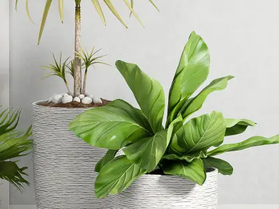 Decorative plant set-28  3D model