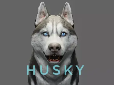 DOG - SIBERIAN HUSKY  Low-poly 3D model