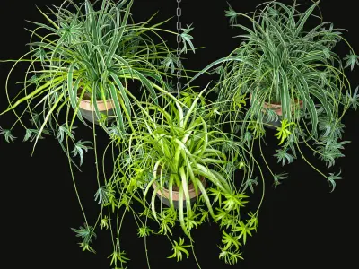 Spider Plants Set 3D model