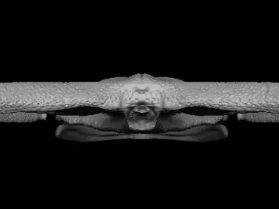 Diplocaulus Skull 3D model