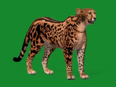 King Cheetah 3D model