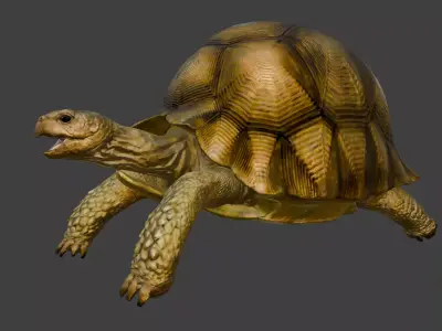 Angonoka Tortoise 3D model