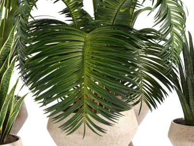 Indoor plant collection 10 3D model