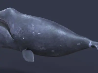 Bowhead whale 3D model