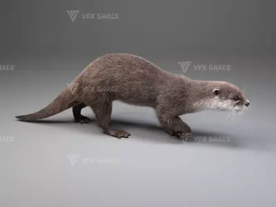 Lutra Animation  Blender 3D Model 3D model