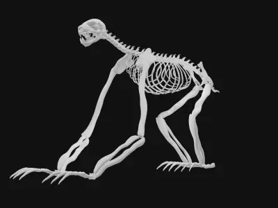 Sloth skeleton 3D model