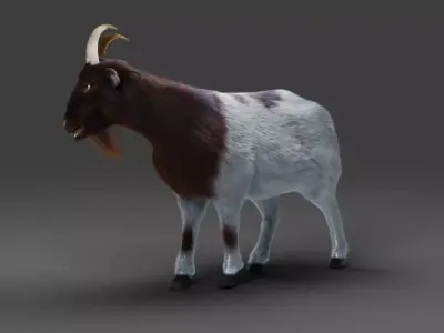 Fur Goat 03 Rigged in Blender Low-poly 3D model