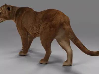 Lioness Rigged  V02 in Blender Low-poly 3D model
