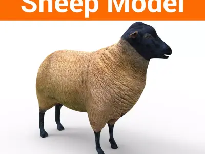 3D Sheep low poly Model Low-poly 3D model