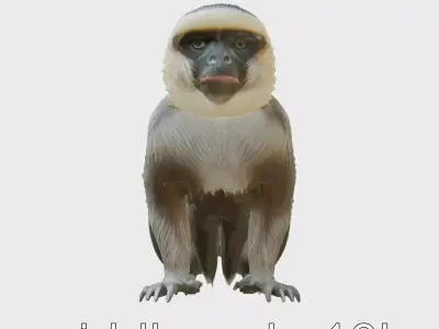 White-Faced Capuchin Monkey 3D Model Low-poly 3D model