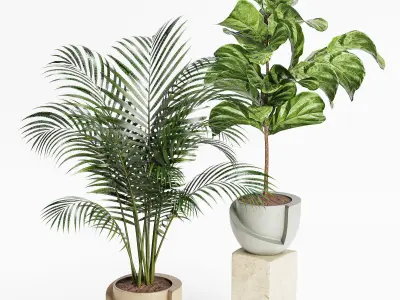 Indoor Plant Set 18 3D model