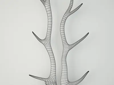 Natural Shed Deer Antlers 3D model