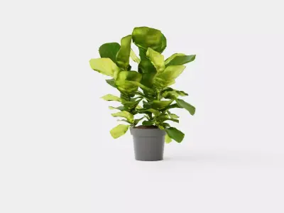 Ficus lyrate Low-poly 3D model