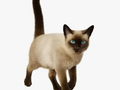 Cat Siamese Rigged Animated 3D model