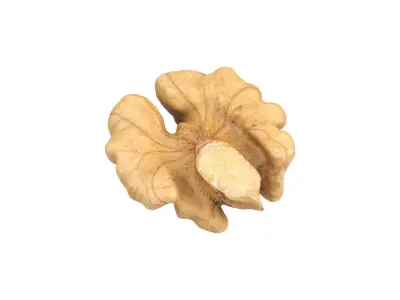 Photorealistic Walnut Kernel 3D Scan 3D model