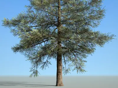Conifer Tree 002 Low-poly 3D model