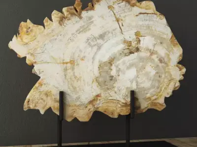 Petrified Wood On Stand 3D model