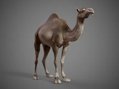  Dromedary Camels  - TPose 3D model