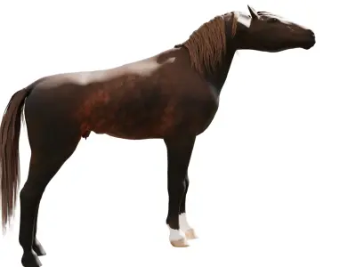 Realistic Rigged and Animated Horse 3D Model Low-poly 3D model