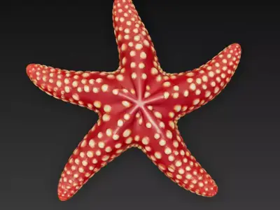 Starfish Realistic 3D Model Basic - Low Poly Realistic Low-poly 3D model