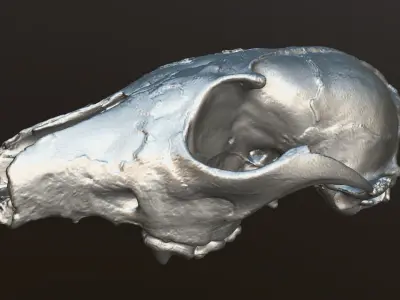 Fox skull Low-poly 3D model