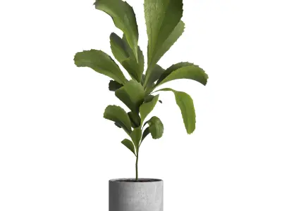 indoor plant 024 3D model