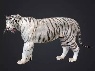 White Tiger 3D model