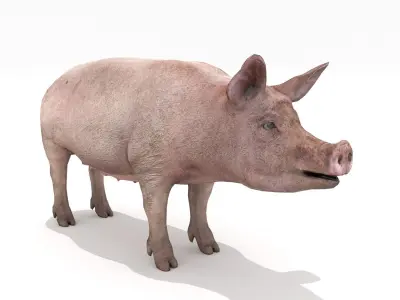 Pig - Realistic Low-poly 3D model