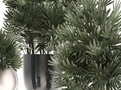 Rhapis excelsa palms 3D model