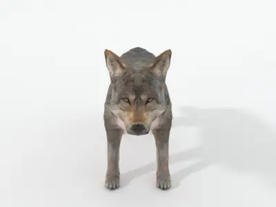 Wolf Animal Low-poly 3D model purchase
