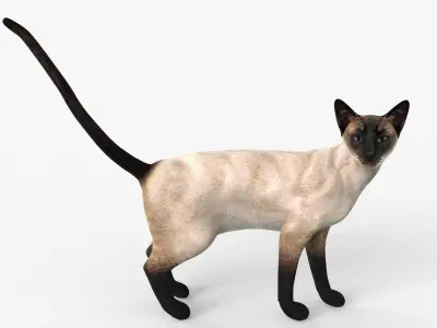 Siamese Cat Rigged for Cinema 4D FBX 3D Model Low-poly 3D model
