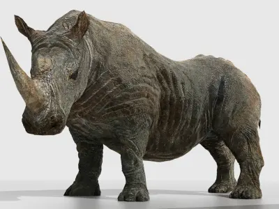 Southern White African Rhino Low-poly 3D model