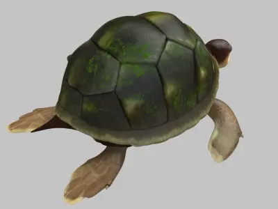 Turtle 3D model