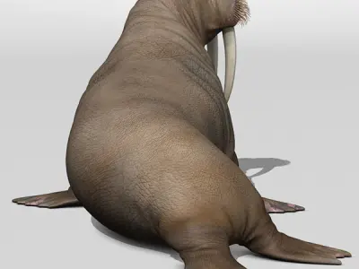 Walrus 3D model