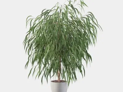 Ficus Ali 03 3D model