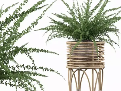 Fern in rattan stand 3D model purchase