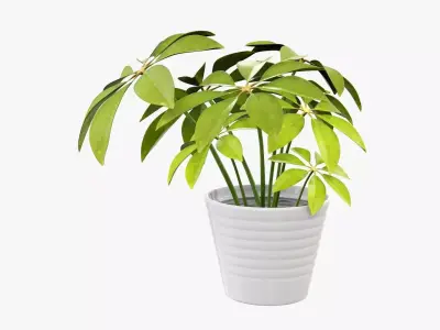 Schefflera plant in pot 3D model