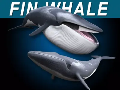 Fin Whale 3D model