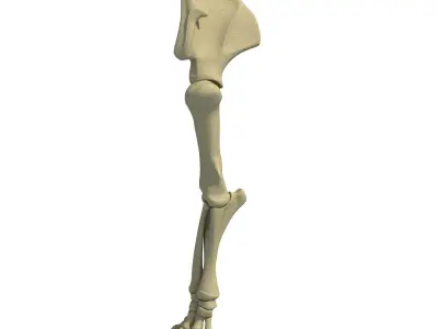Elephant Leg Skeleton 3D model