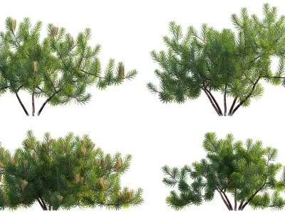 Banksia spinulosa - Hairpin Banksia 02 3D model