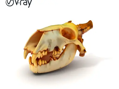 Realistic Animal Skull Model Pack for Animation Low-poly 3D model