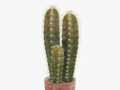 Cactus in planter pot 02 3D model