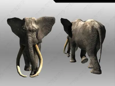 African Elephant Low-poly 3D model