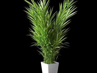 Palm tree in pot 3D model