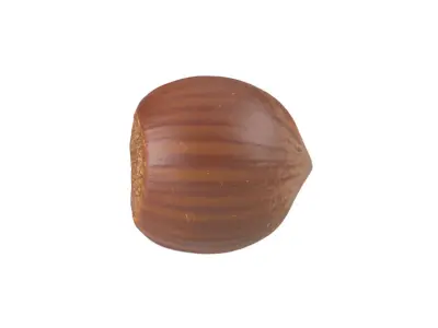 Photorealistic Hazelnut 3D Scan 3 3D model